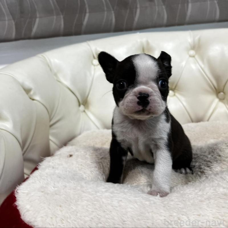 販売中の香川県のボストンテリア-456083の3枚目