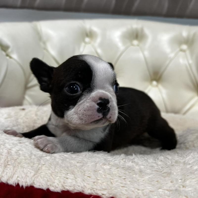 販売中の香川県のボストンテリア-456083の2枚目