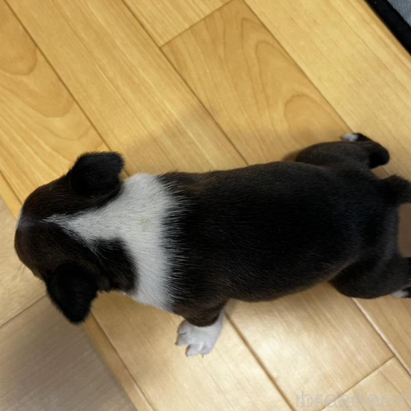 販売中の香川県のボストンテリア-456086の22枚目