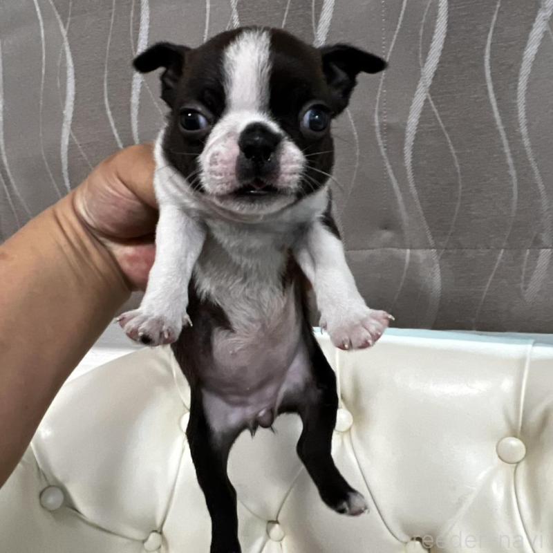 販売中の香川県のボストンテリア-456086の21枚目