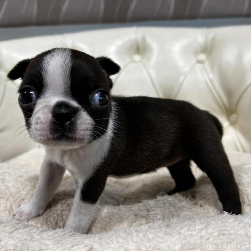 販売中の香川県のボストンテリア-456086の20枚目