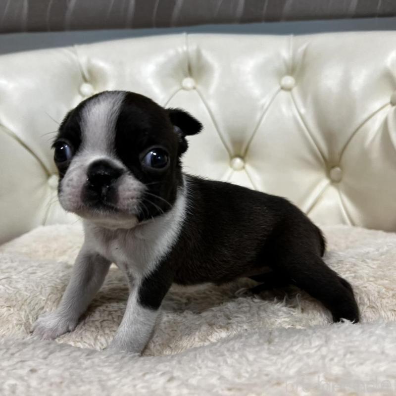 販売中の香川県のボストンテリア-456086の19枚目