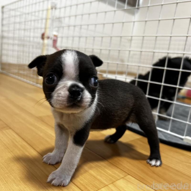 販売中の香川県のボストンテリア-456086の18枚目