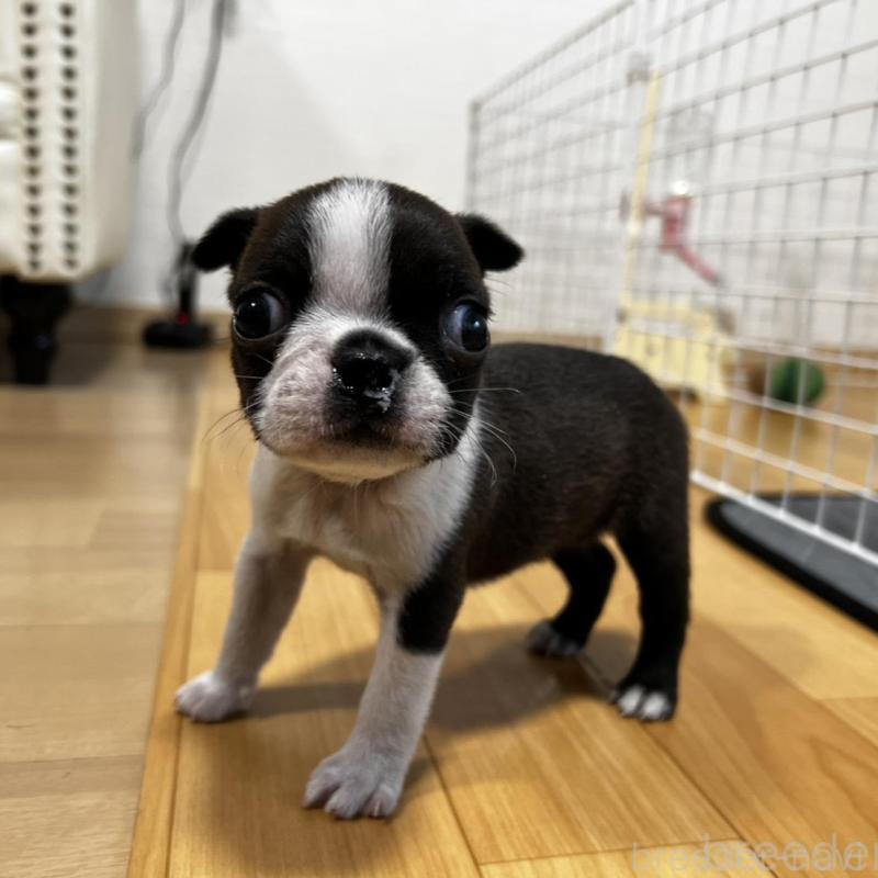 販売中の香川県のボストンテリア-456086の16枚目