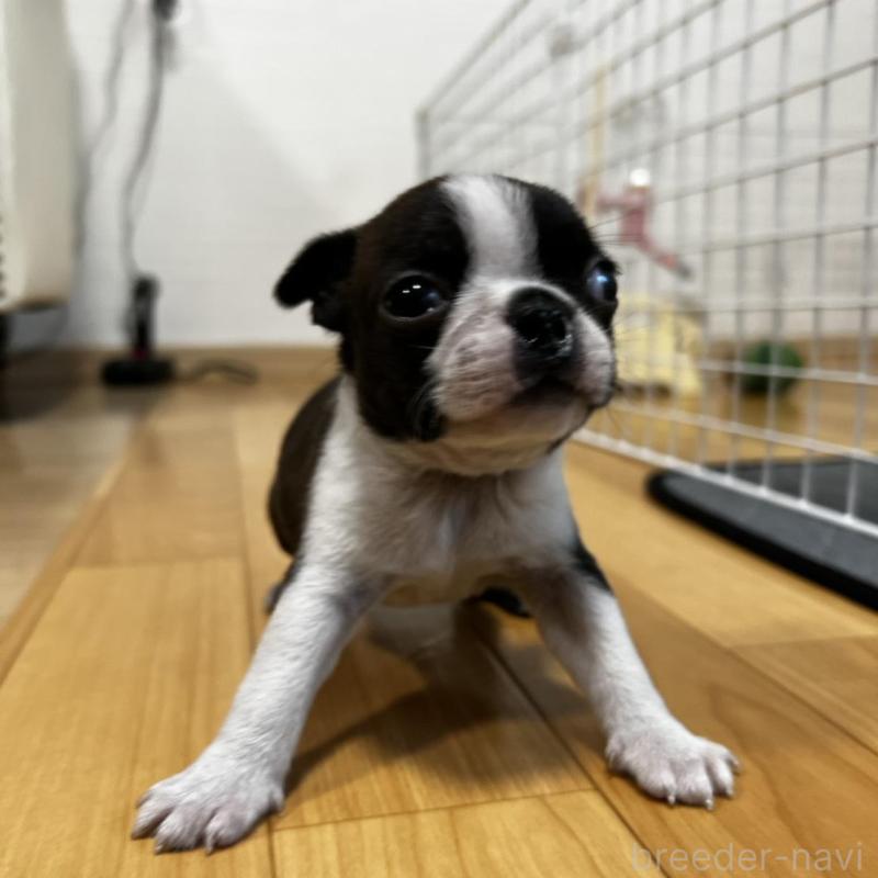 販売中の香川県のボストンテリア-456086の15枚目