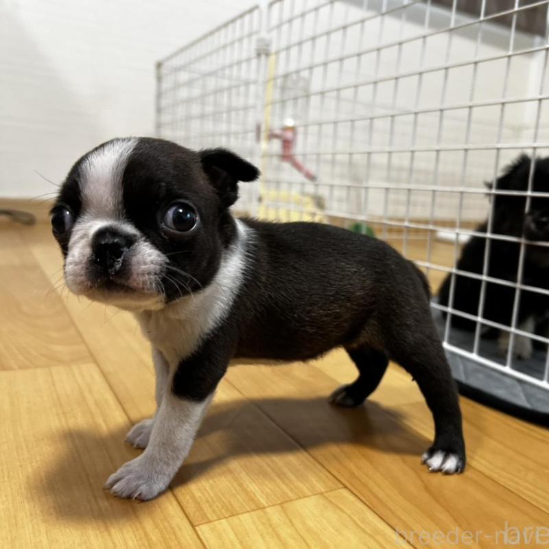 販売中の香川県のボストンテリア-456086の14枚目