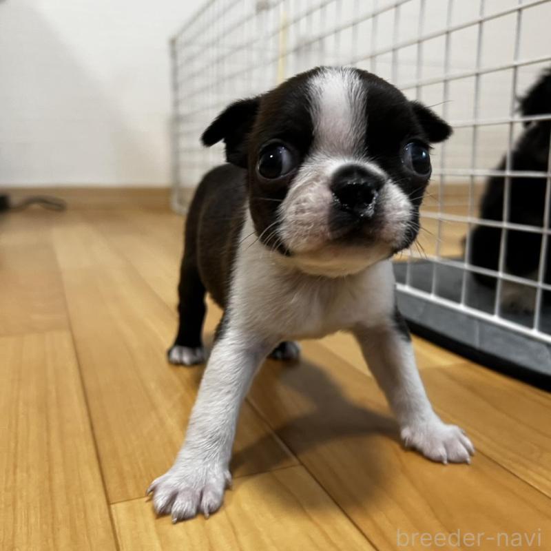 販売中の香川県のボストンテリア-456086の13枚目