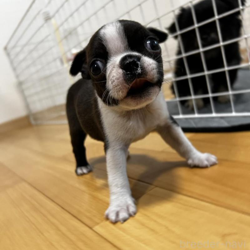 販売中の香川県のボストンテリア-456086の12枚目