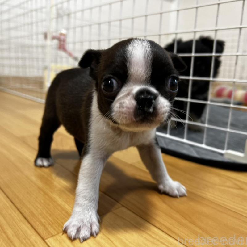 販売中の香川県のボストンテリア-456086の11枚目