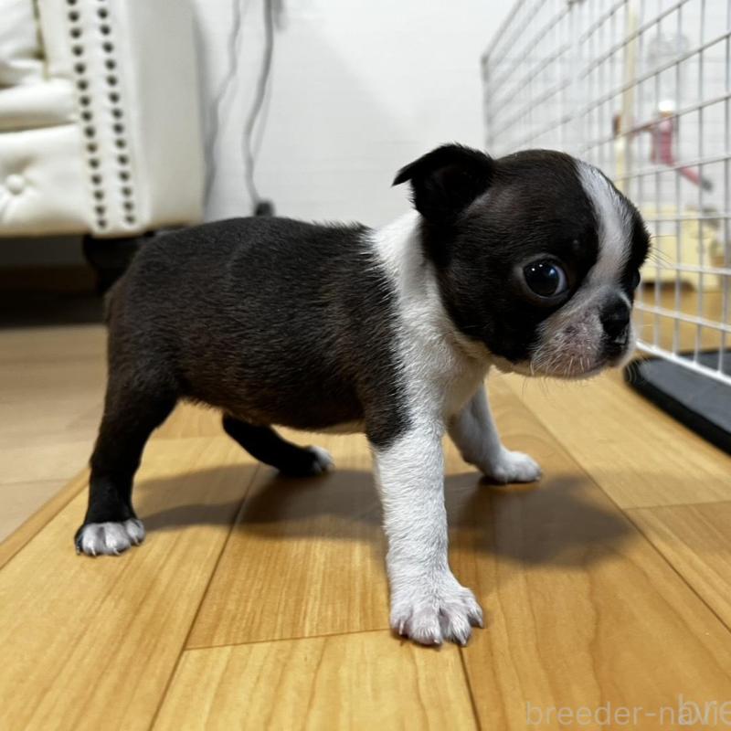 販売中の香川県のボストンテリア-456086の10枚目