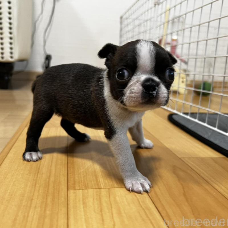 販売中の香川県のボストンテリア-456086の8枚目