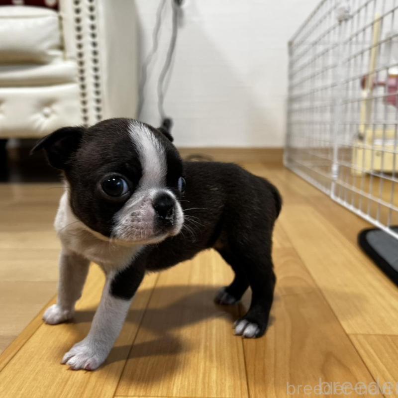 販売中の香川県のボストンテリア-456086の7枚目