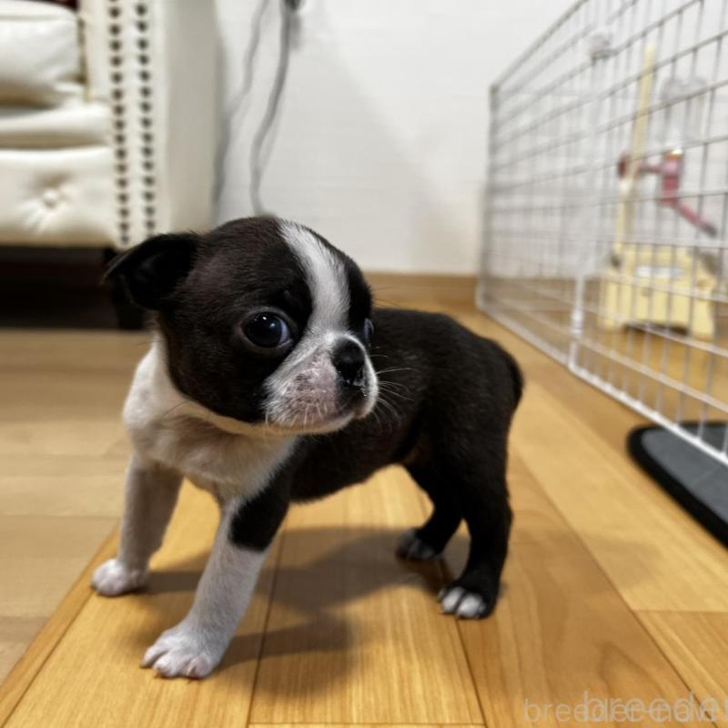 販売中の香川県のボストンテリア-456086の5枚目