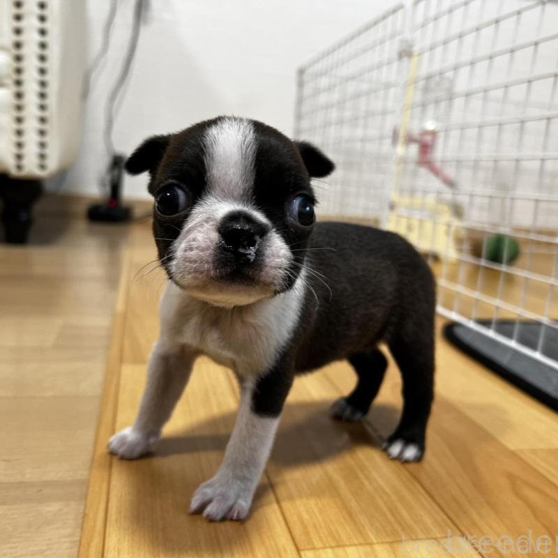 販売中の香川県のボストンテリア-456086の4枚目