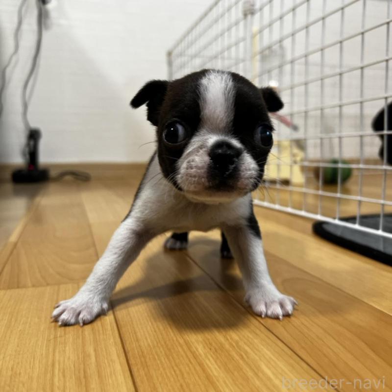 販売中の香川県のボストンテリア-456086の3枚目