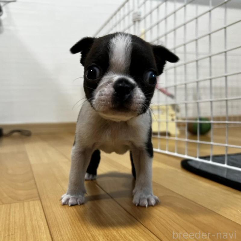 販売中の香川県のボストンテリア-456086の2枚目