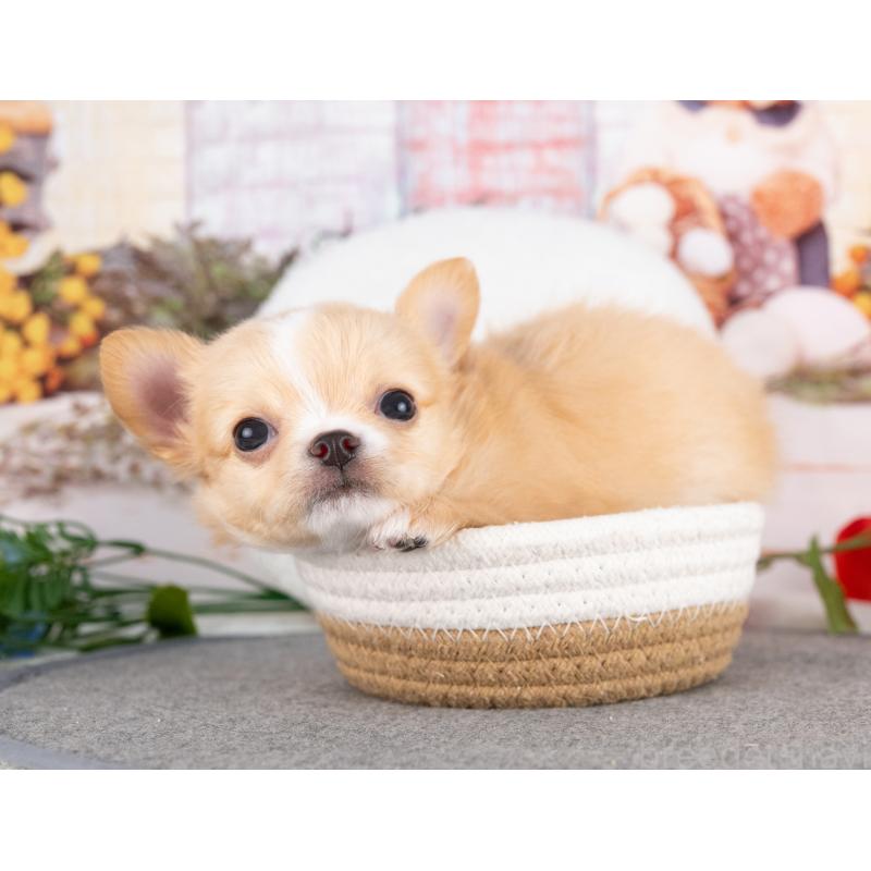 販売中の岐阜県のチワワ(ロングコート)-456087の7枚目