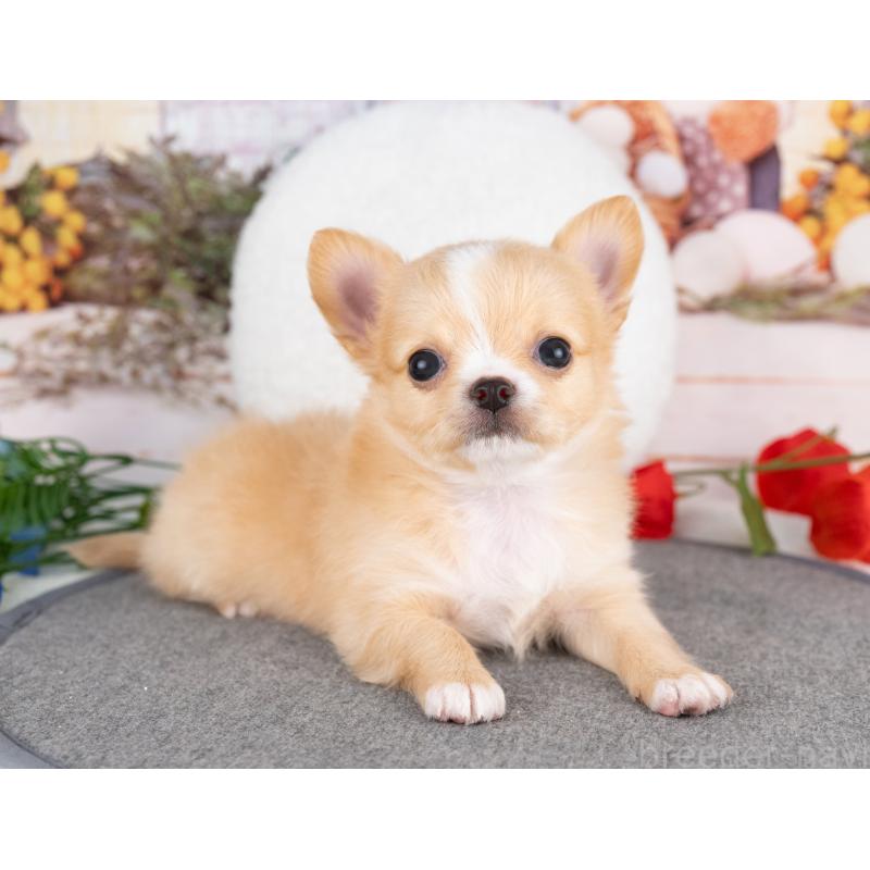 販売中の岐阜県のチワワ(ロングコート)-456087の6枚目