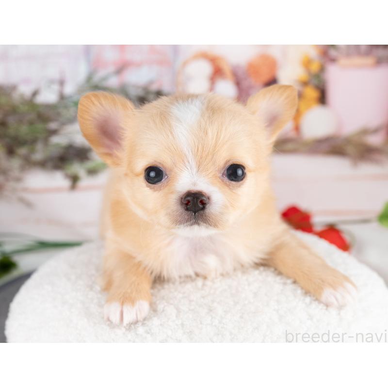 販売中の岐阜県のチワワ(ロングコート)-456087の4枚目