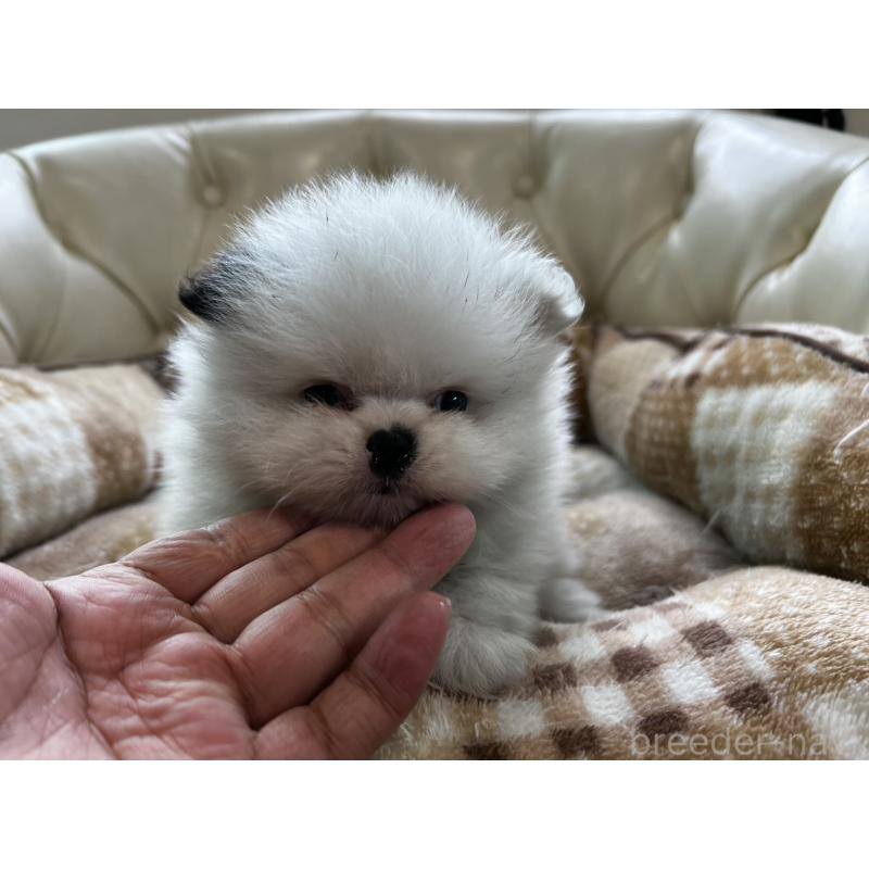 販売中の香川県のポメラニアン-456088の15枚目