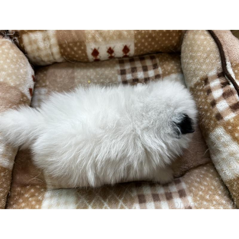 販売中の香川県のポメラニアン-456088の14枚目