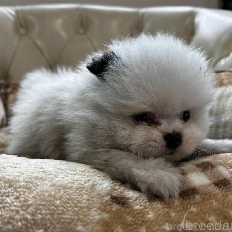 販売中の香川県のポメラニアン-456088の13枚目