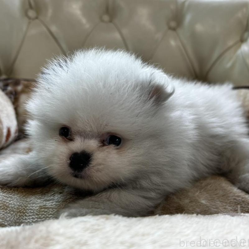 販売中の香川県のポメラニアン-456088の12枚目