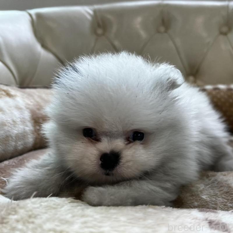 販売中の香川県のポメラニアン-456088の11枚目