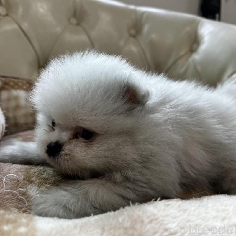 販売中の香川県のポメラニアン-456088の10枚目