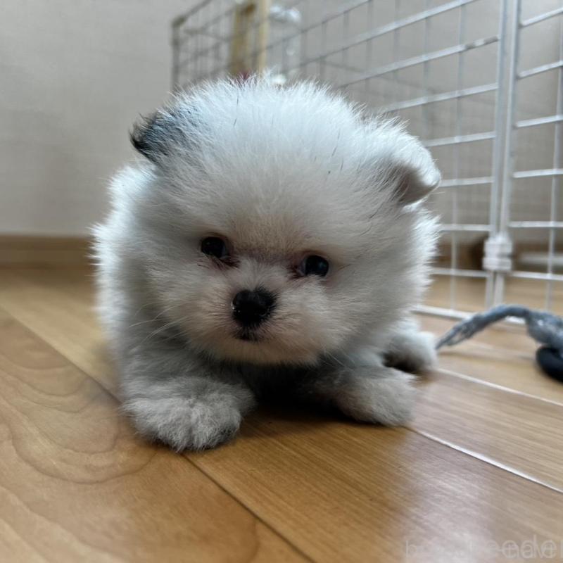 販売中の香川県のポメラニアン-456088の9枚目