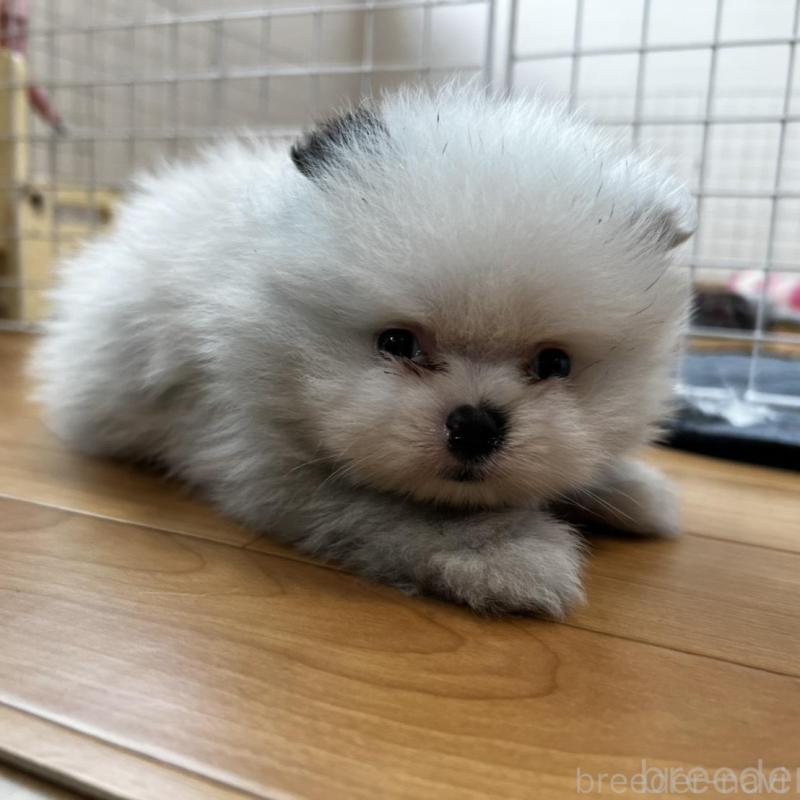 販売中の香川県のポメラニアン-456088の8枚目