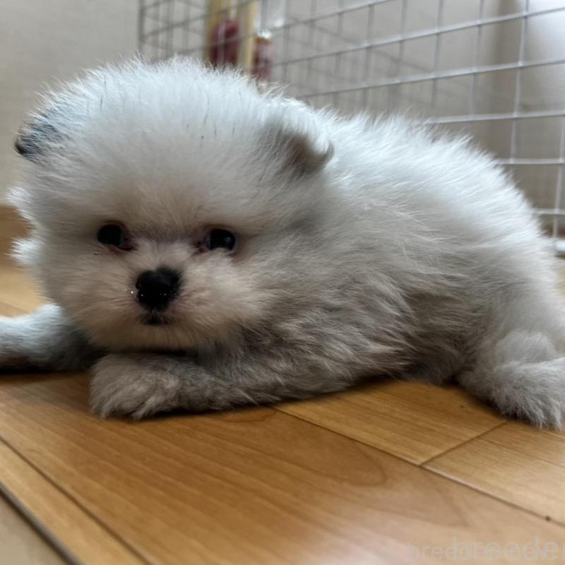 販売中の香川県のポメラニアン-456088の7枚目