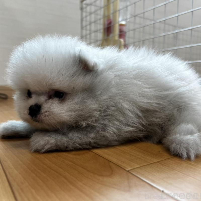 販売中の香川県のポメラニアン-456088の6枚目