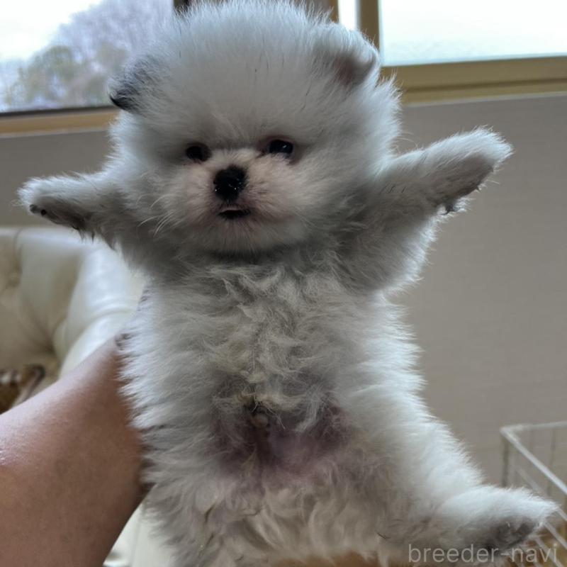 販売中の香川県のポメラニアン-456088の5枚目