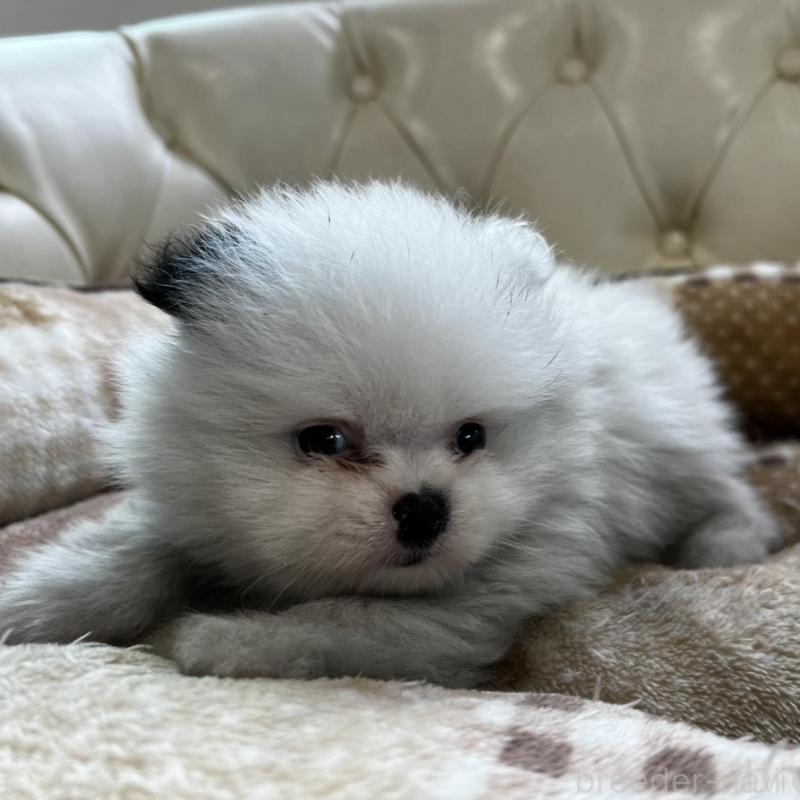 販売中の香川県のポメラニアン-456088の4枚目