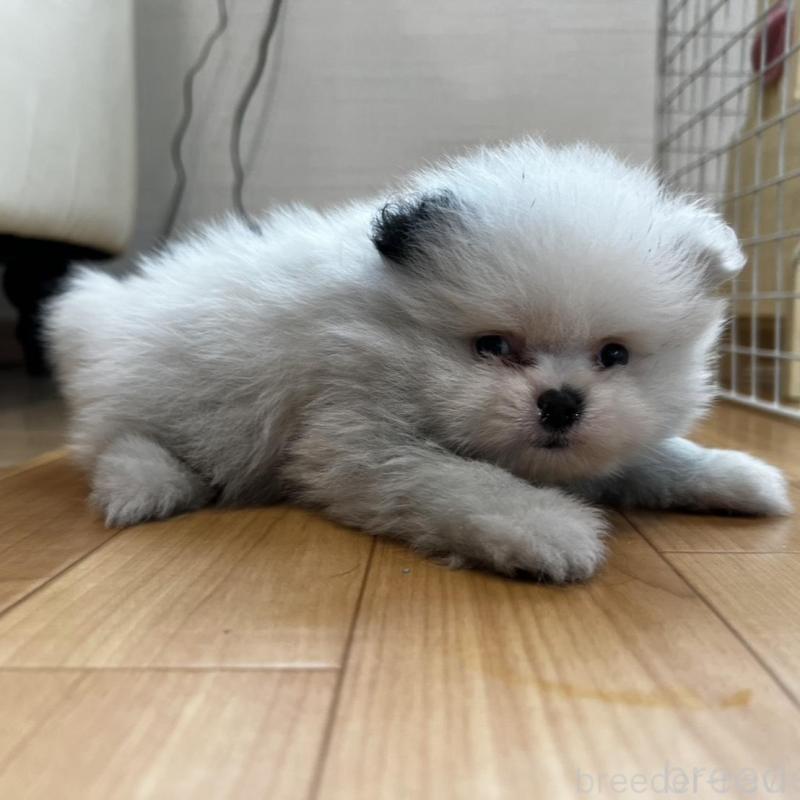 販売中の香川県のポメラニアン-456088の3枚目