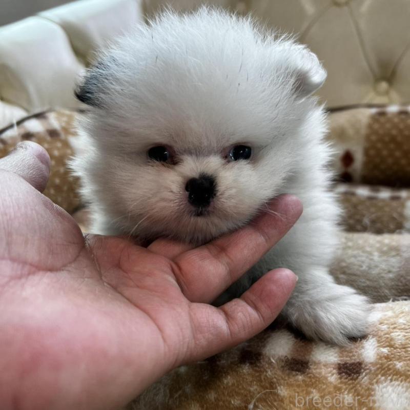 販売中の香川県のポメラニアン-456088の2枚目