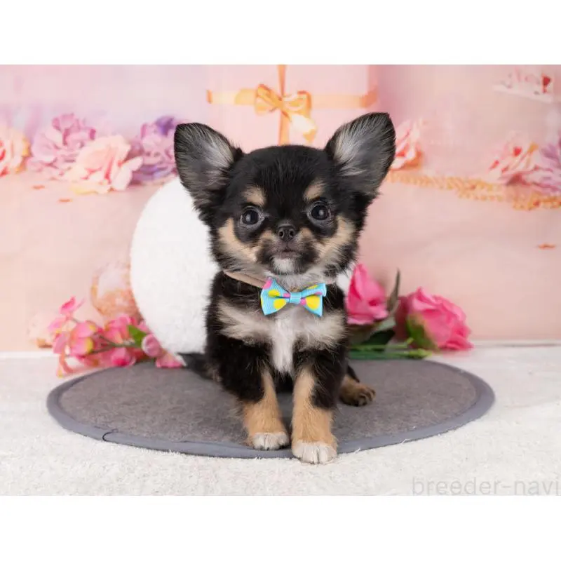 販売中の岐阜県のチワワ(ロングコート)-456089の7枚目