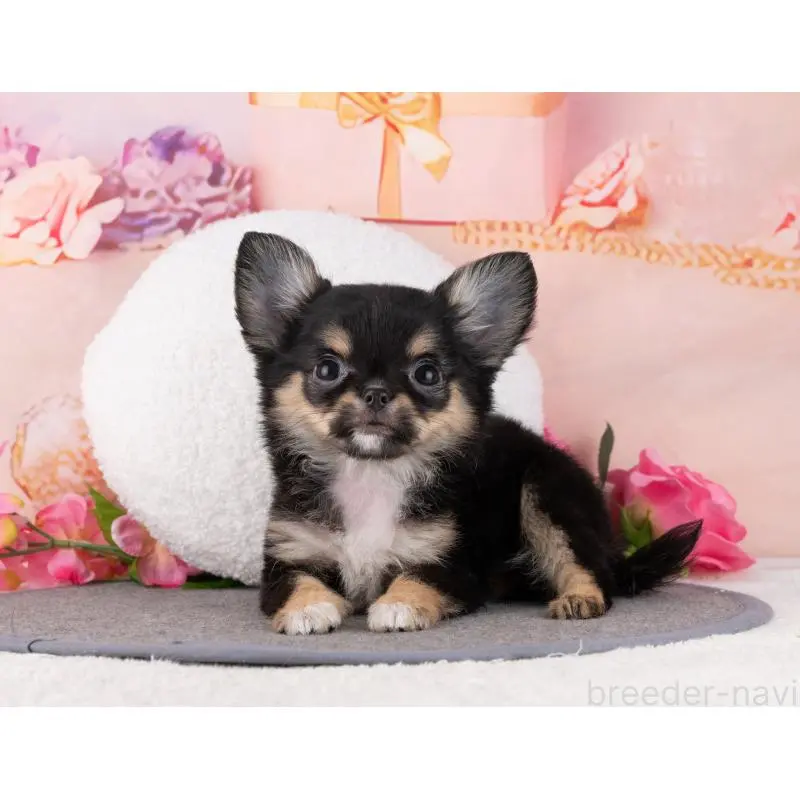 販売中の岐阜県のチワワ(ロングコート)-456089の6枚目