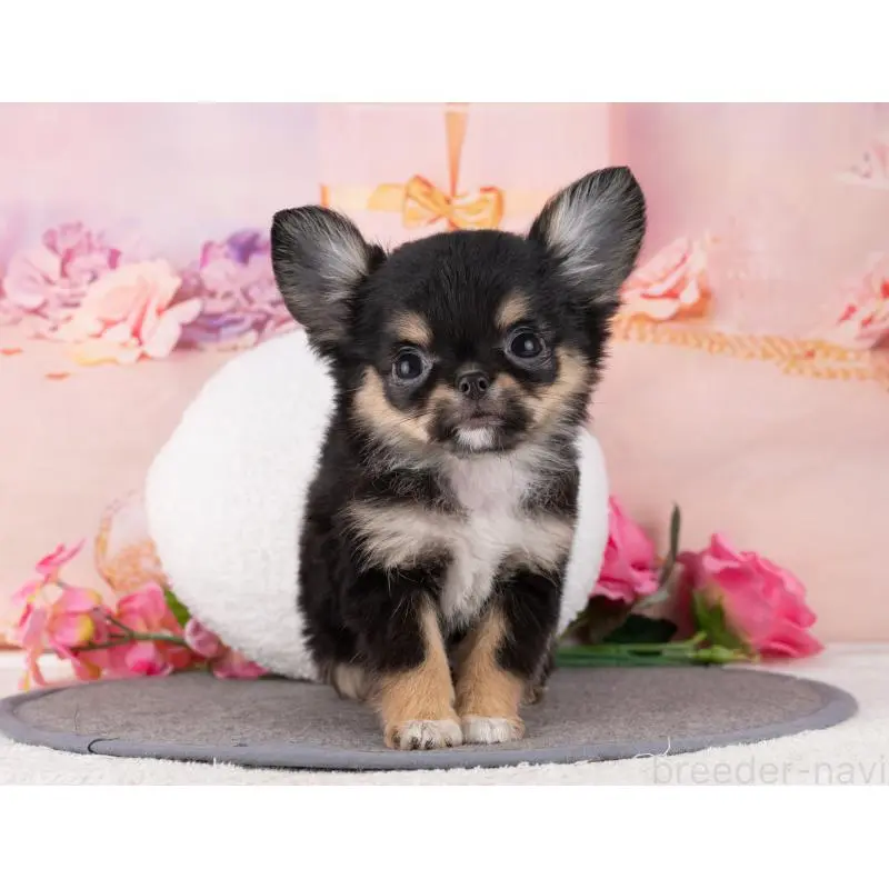 販売中の岐阜県のチワワ(ロングコート)-456089の4枚目