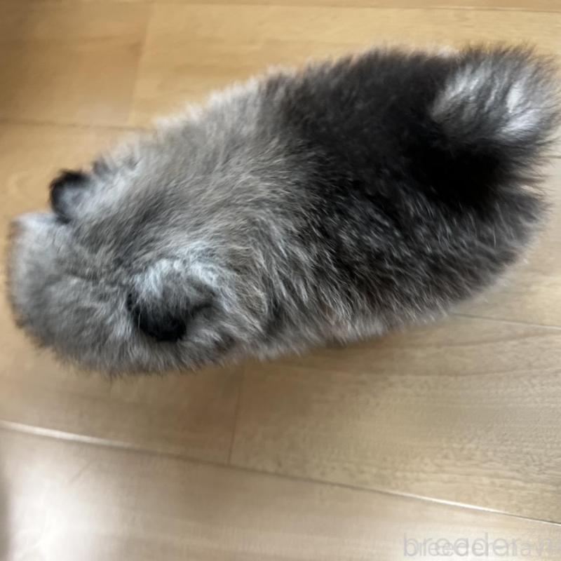 販売中の香川県のポメラニアン-456091の27枚目