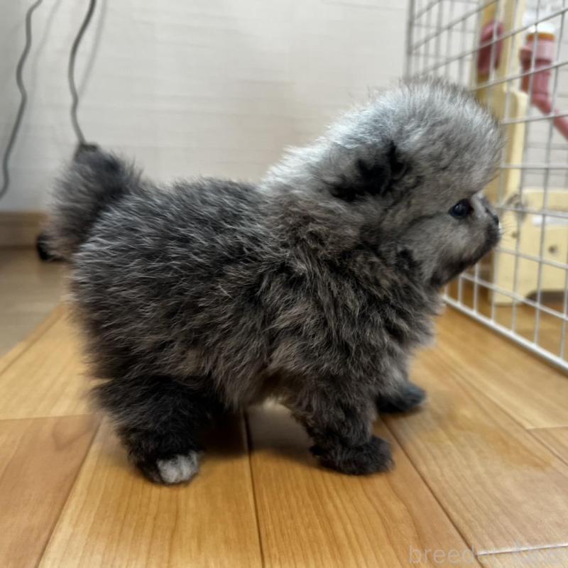 販売中の香川県のポメラニアン-456091の26枚目
