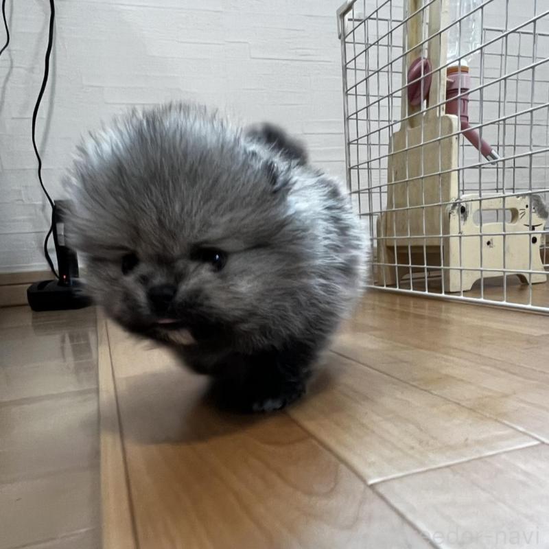 販売中の香川県のポメラニアン-456091の25枚目