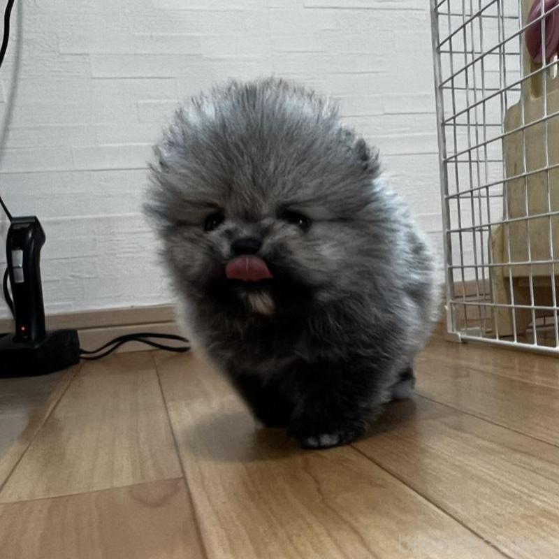 販売中の香川県のポメラニアン-456091の24枚目