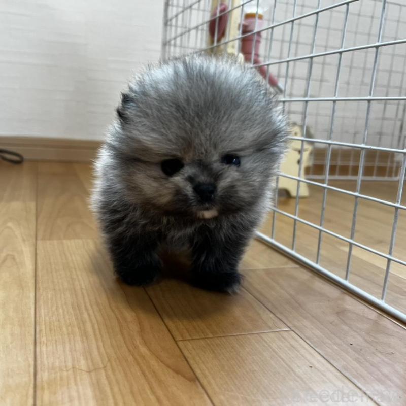 販売中の香川県のポメラニアン-456091の23枚目