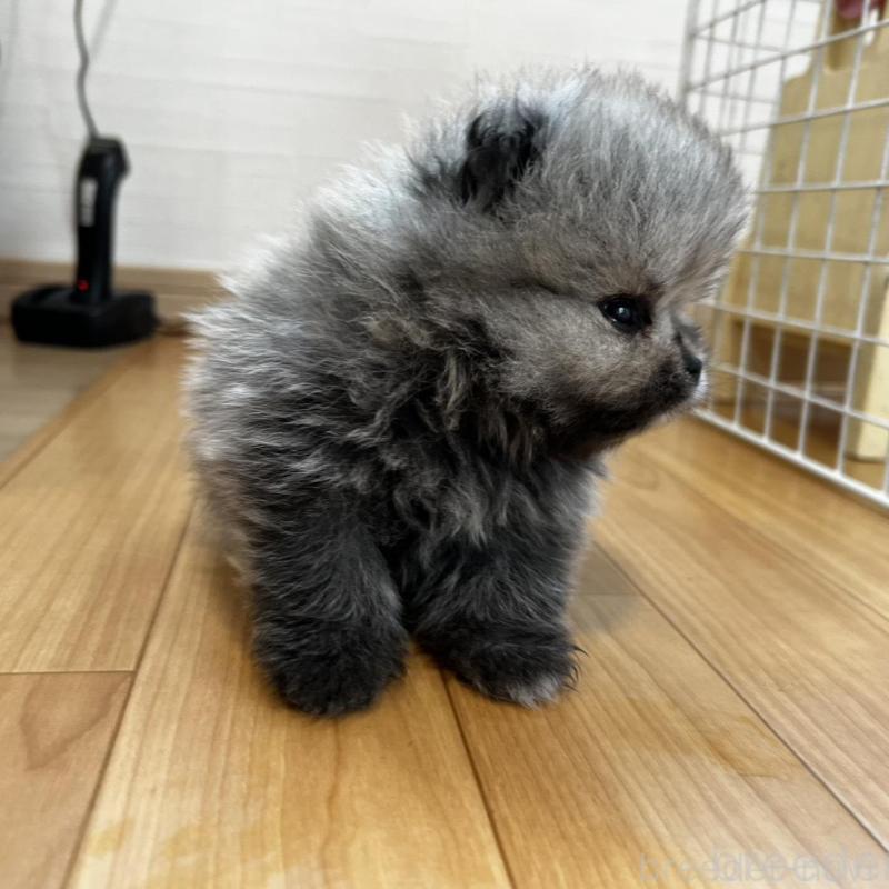 販売中の香川県のポメラニアン-456091の22枚目