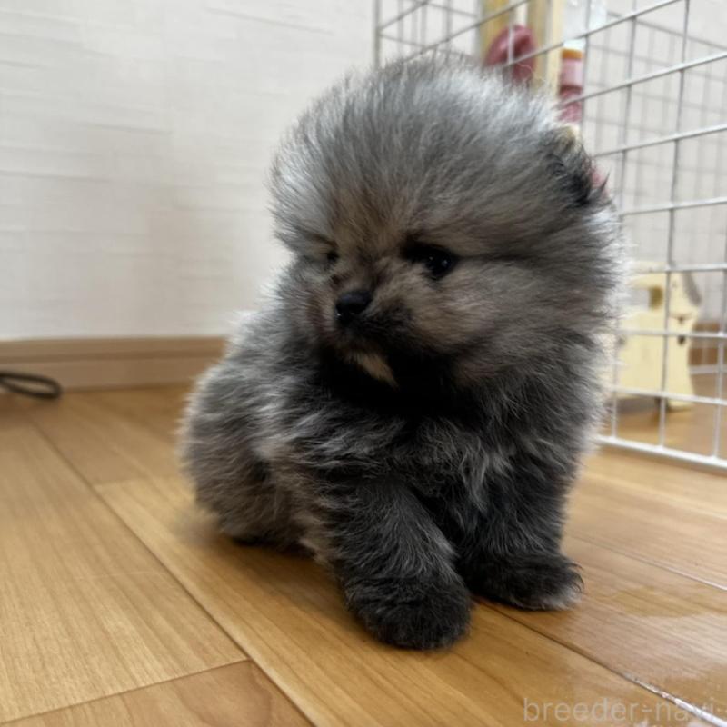 販売中の香川県のポメラニアン-456091の21枚目