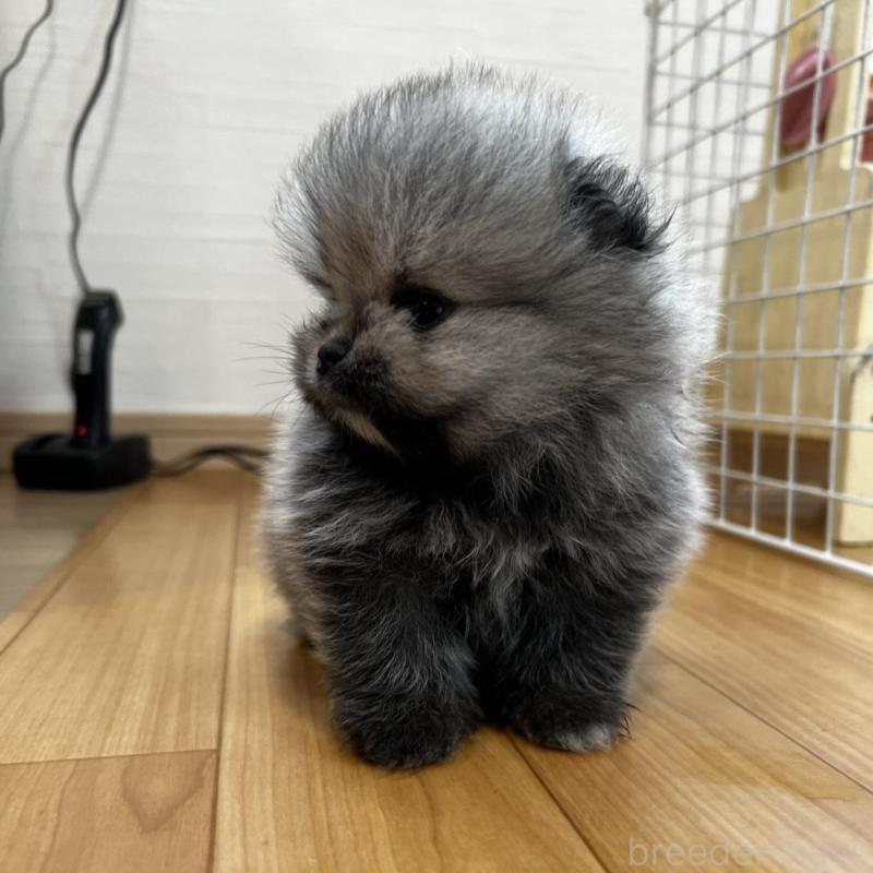 販売中の香川県のポメラニアン-456091の20枚目