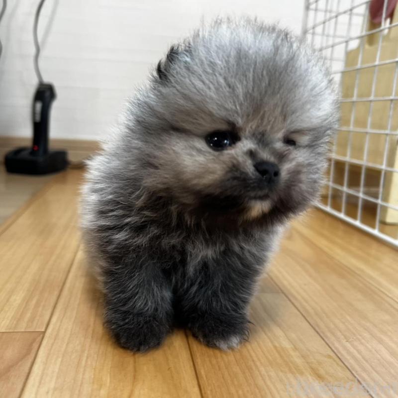 販売中の香川県のポメラニアン-456091の19枚目