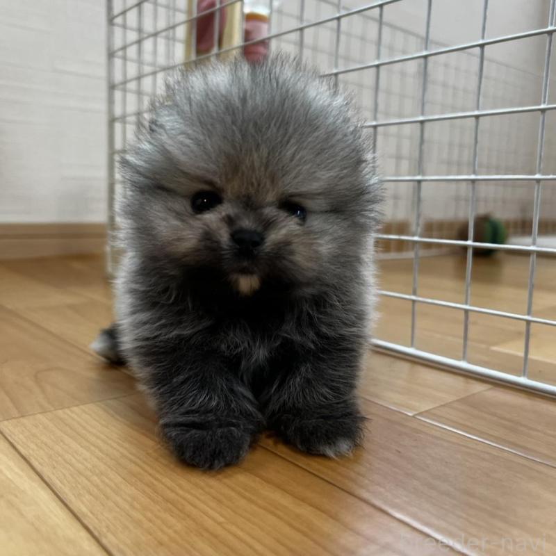 販売中の香川県のポメラニアン-456091の18枚目